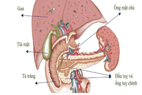 Cắt bỏ tuyến tụy