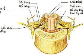 Kích thích thần kinh (Kích thích tủy sống)