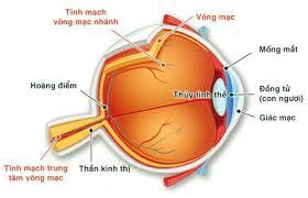 Rối loạn mạch máu võng mạc