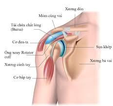 Vai và Khuỷu tay - Chấn thương Rotator Cuff