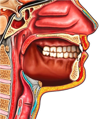 Tái tạo đầu và cổ