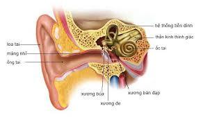 Tiền đình (Mất thính giác & chóng mặt)