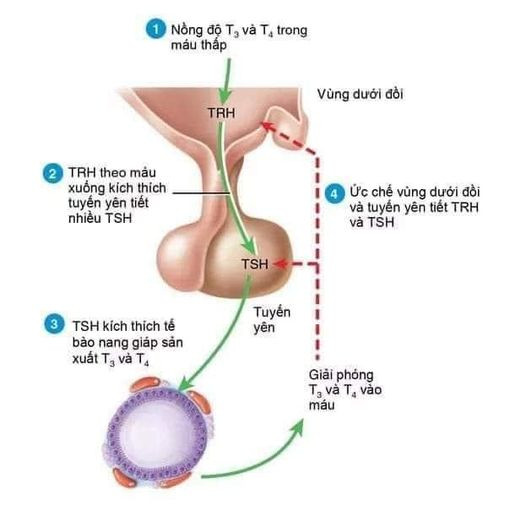 Vì sao Basedow lại gây cường giáp ?